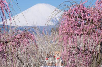枝垂れ梅と富士山