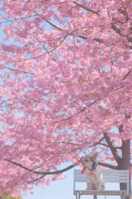 青空と河津桜とコタロウ