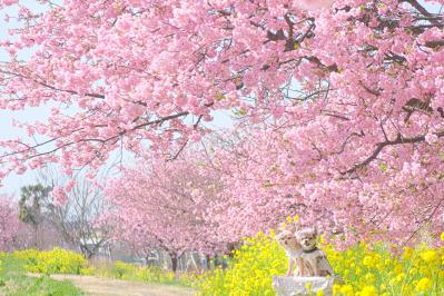 菜の花と河津桜の小路