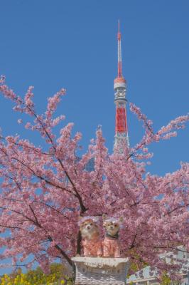 東京タワーと河津桜