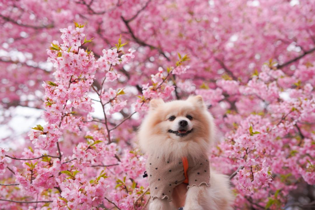 桜咲く