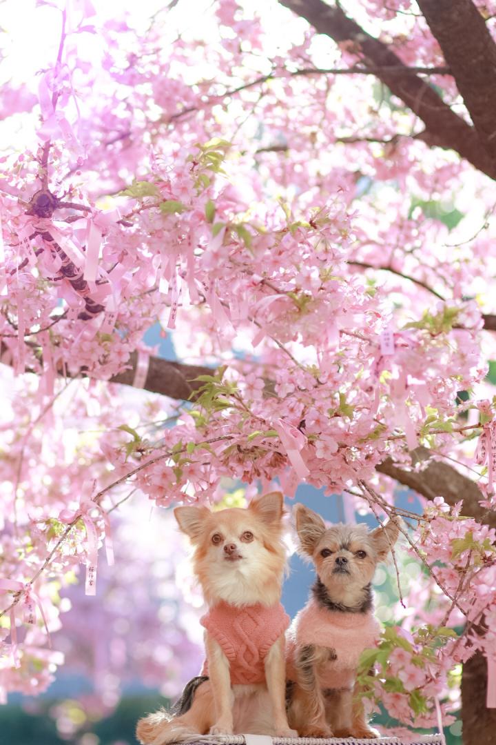 桜の神社で