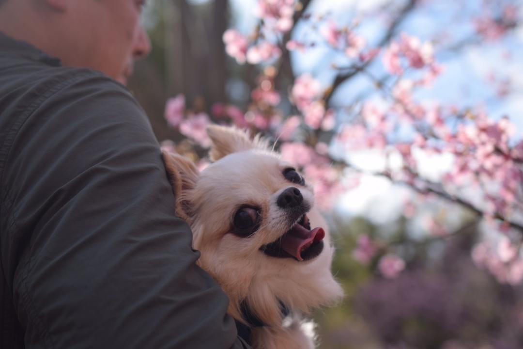 ママ見て！桜キレイだね！