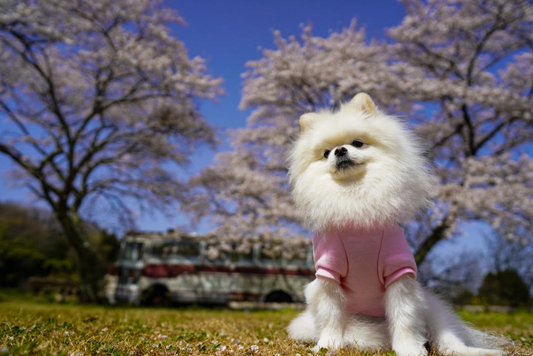 桜と廃バスとイチ