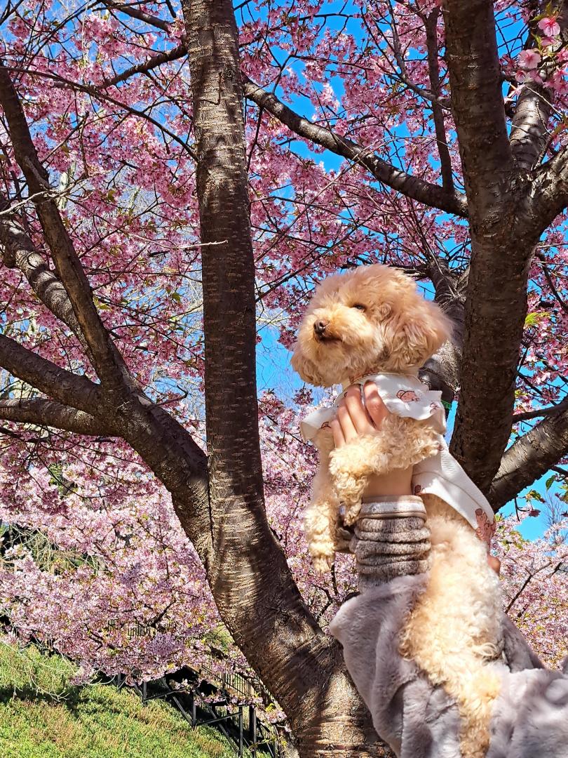 河津桜に見とれる