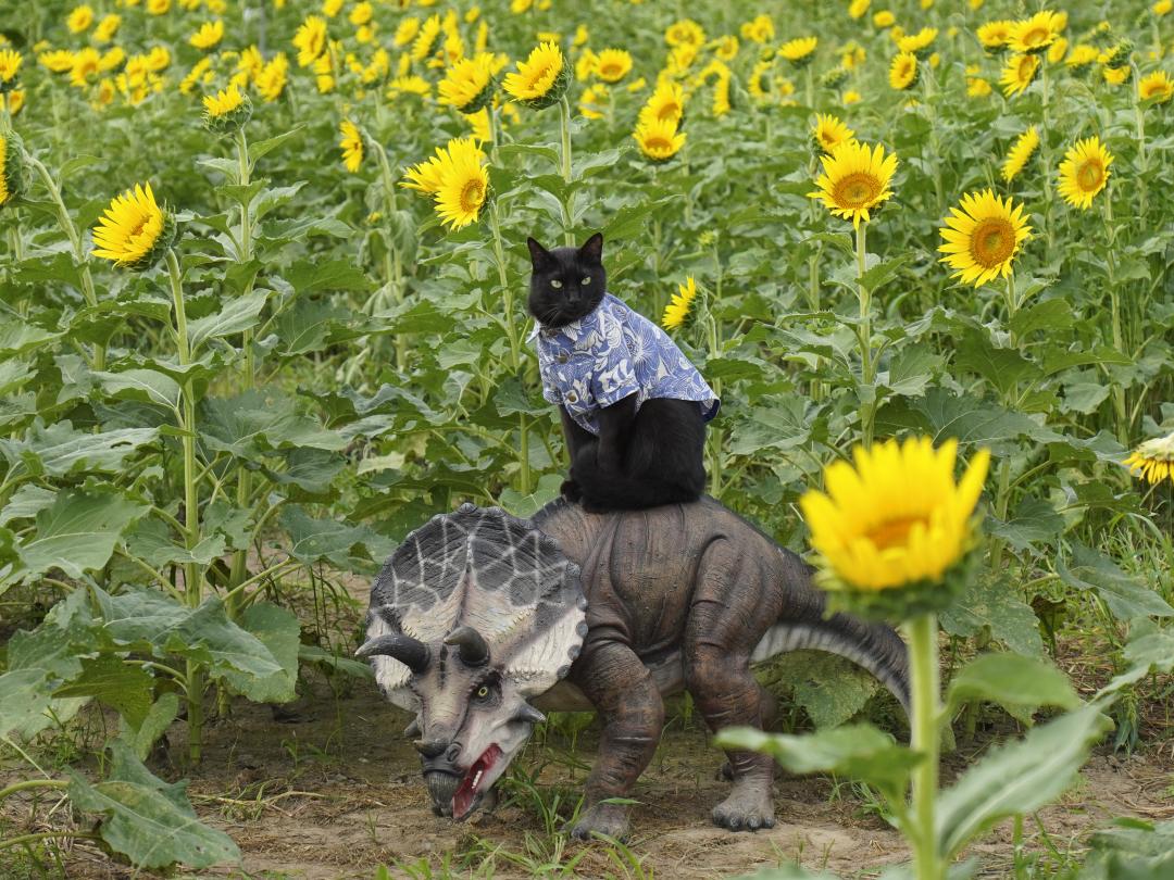 恐竜制圧