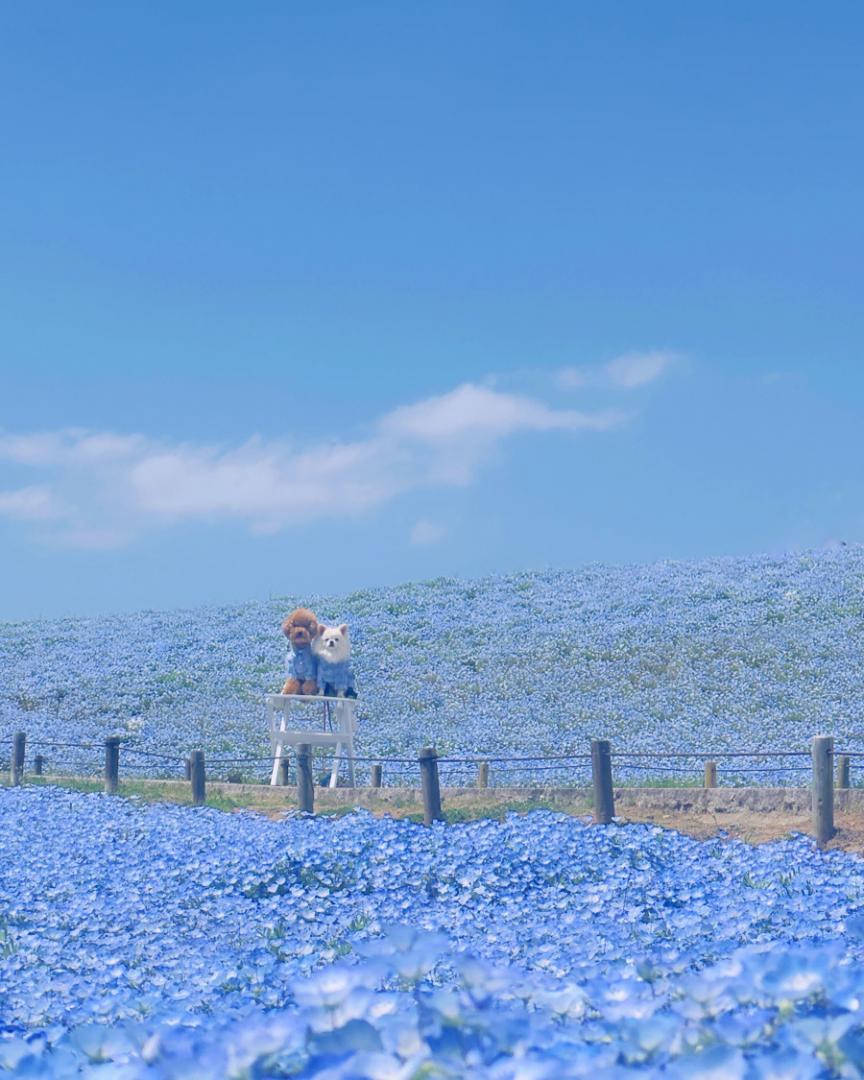 初めてのネモフィラ畑