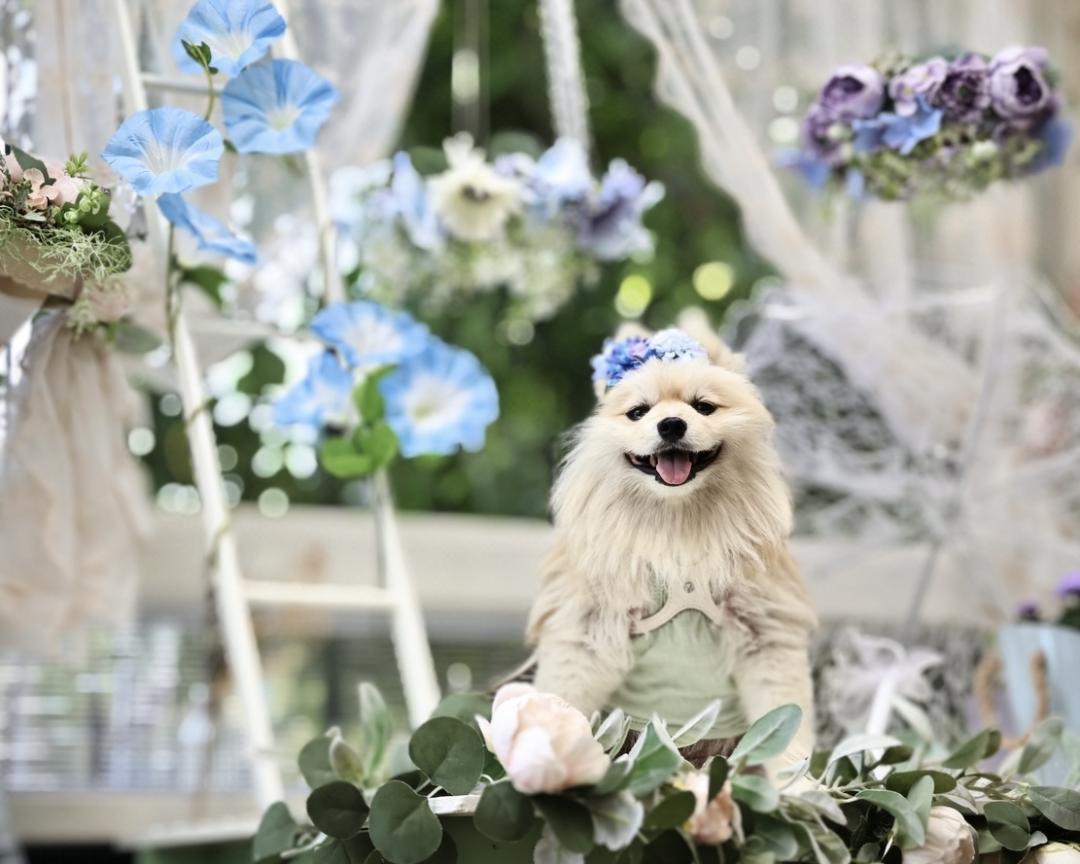 わんこも紫陽花の季節