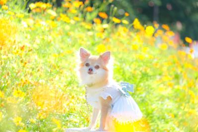 ビタミンカラーのコスモス