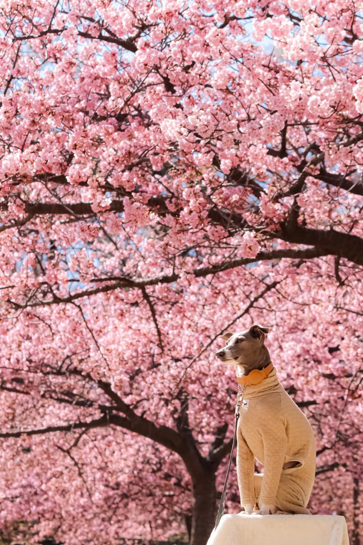 河津桜の下で