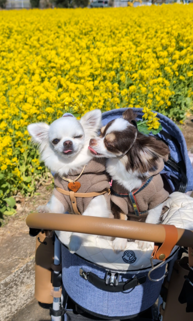 お花畑でおデート♥️