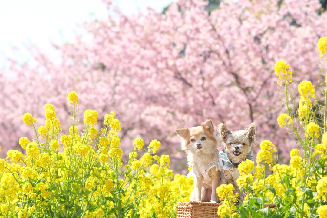 菜の花と河津桜