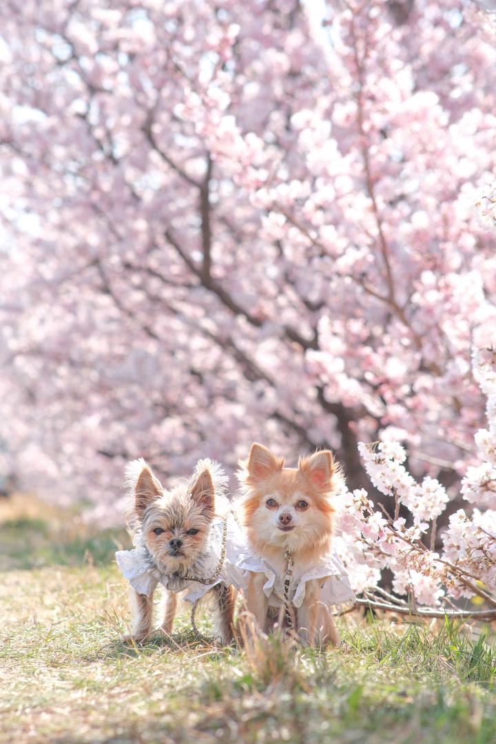 満開の春めき桜