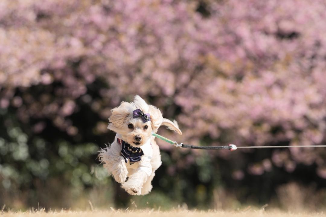 あたち、写真撮るより、走るのが好き！