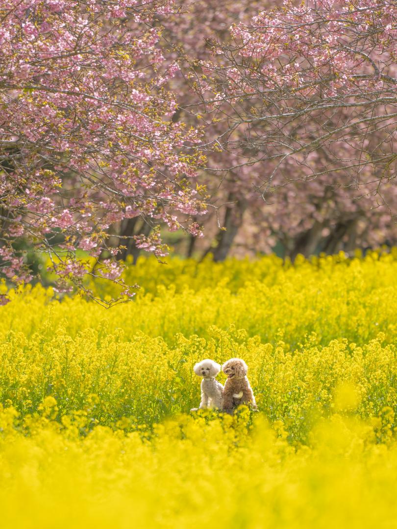 happy color