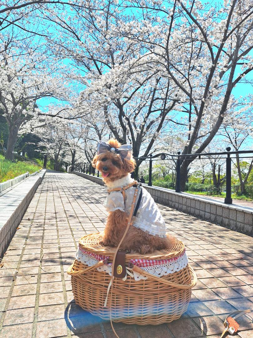 桜のお花見