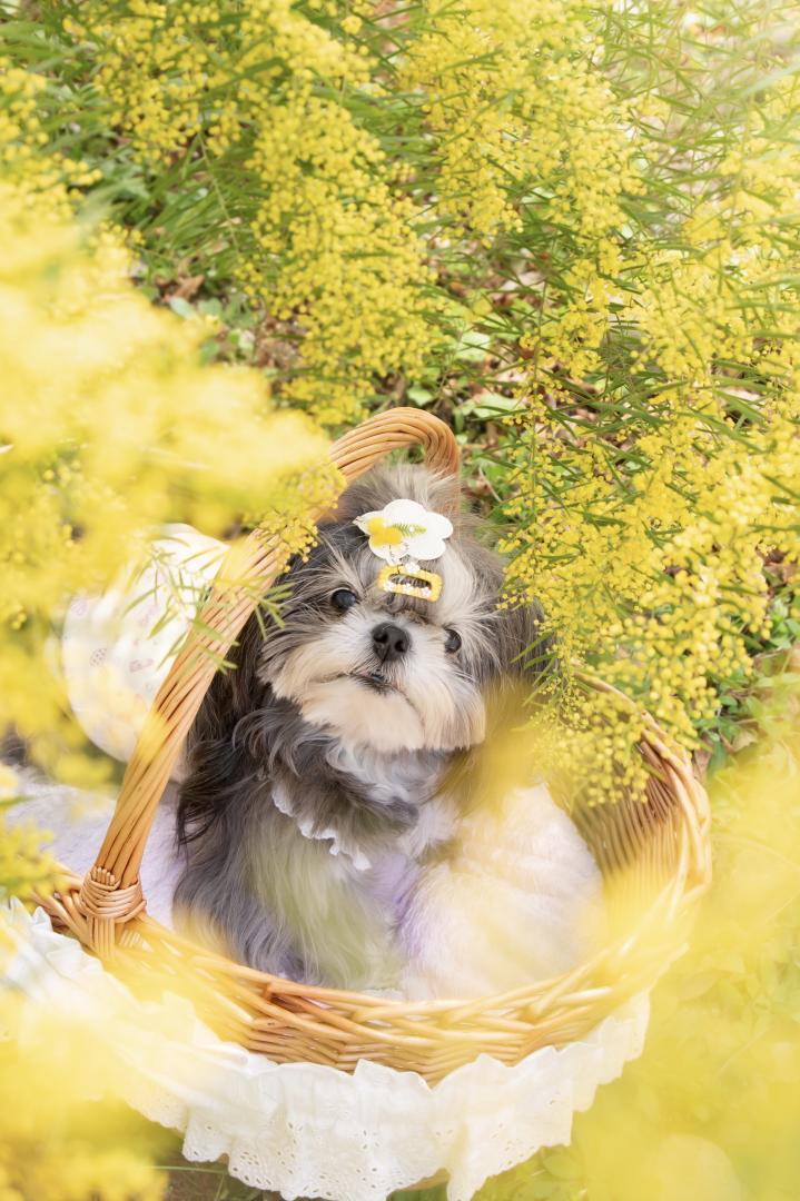 ミモザに囲まれて