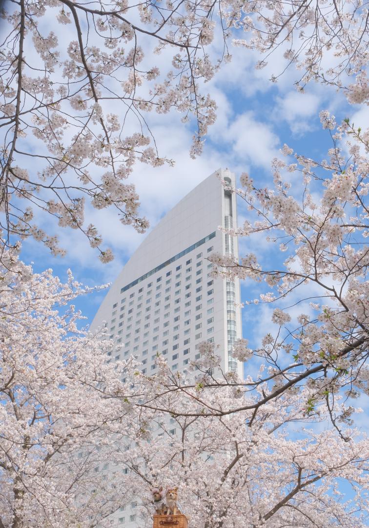 みなとみらいの桜