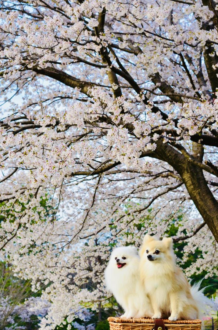 桜色