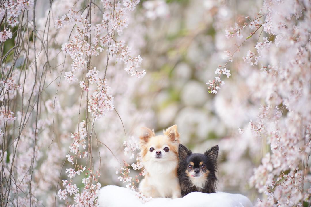 枝垂れ桜