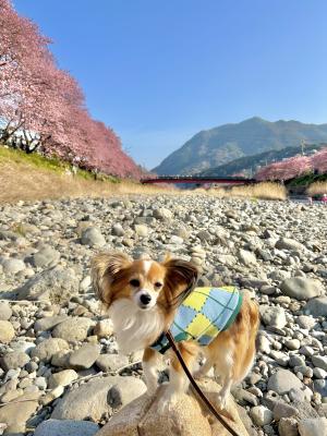 河津桜と僕