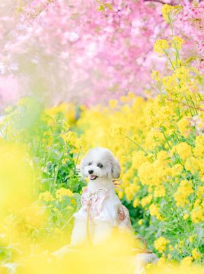春色～河津桜と菜の花～