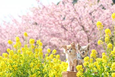 菜の花と河津桜