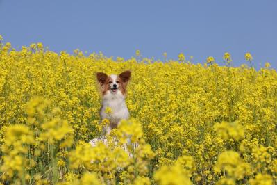 菜の花に埋もれる