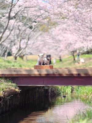 春の里山