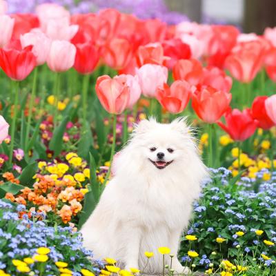 チューリップとふぅちゃん
