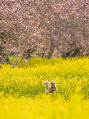 happy color