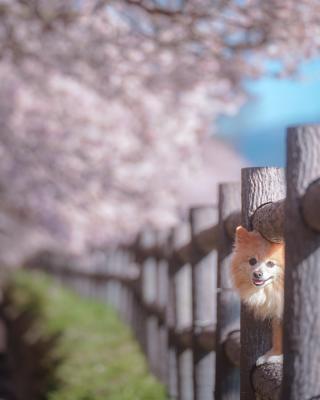 春さんぽ