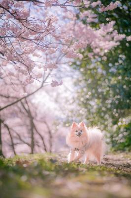 朝のお散歩