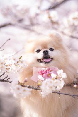 桜とノエル