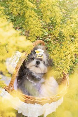 ミモザに囲まれて