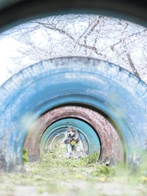 春の校庭