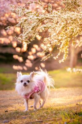 黄昏時のユキヤナギと春めき桜と