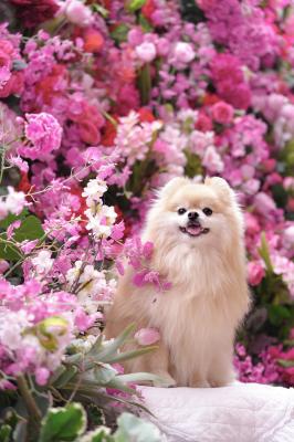 カラフルなお花に囲まれて