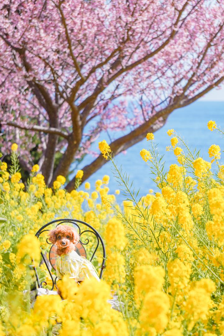 贅沢な春