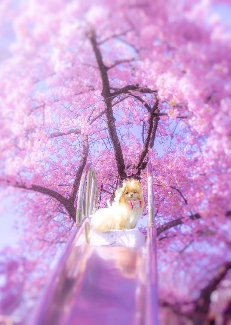 満開の桜咲く公園