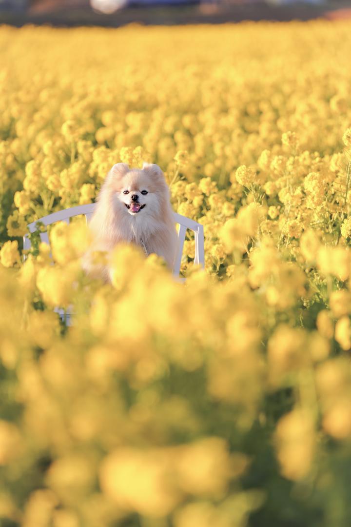菜の花の絨毯