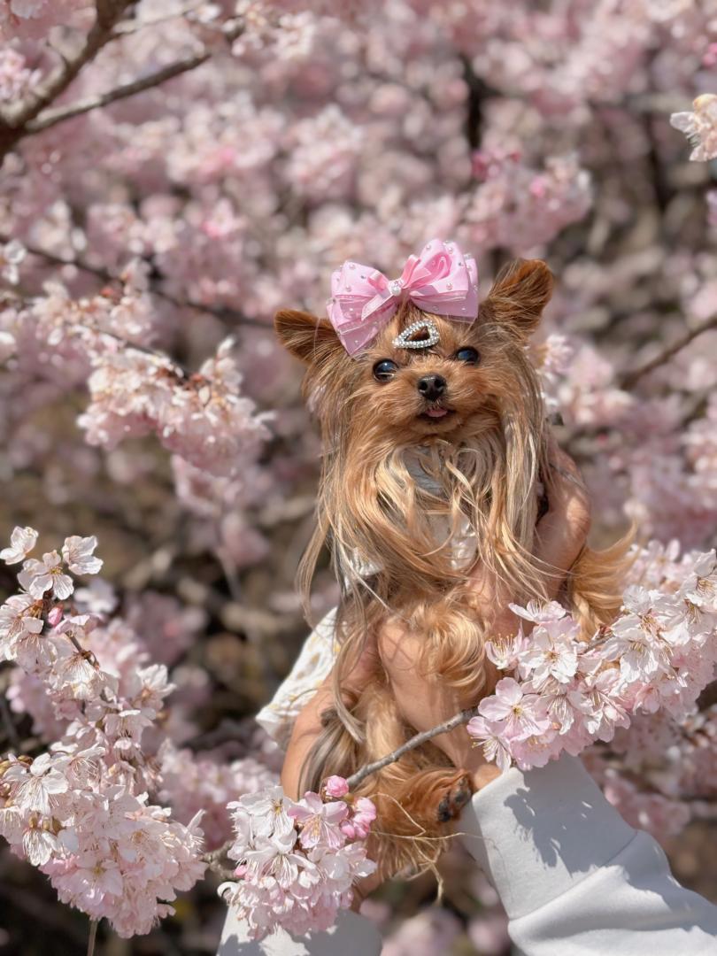 春めき桜