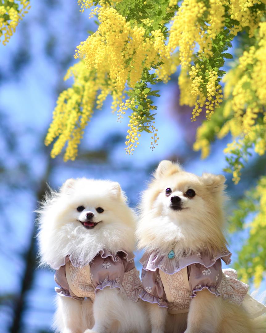 笑顔の花