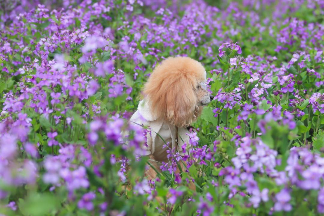 春の匂い