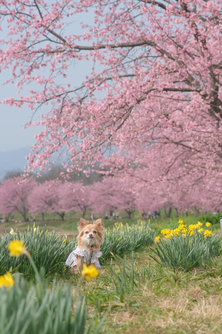 水仙と寒桜
