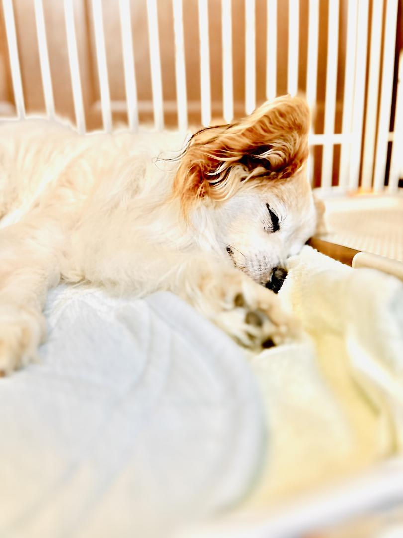 眠るクロくん