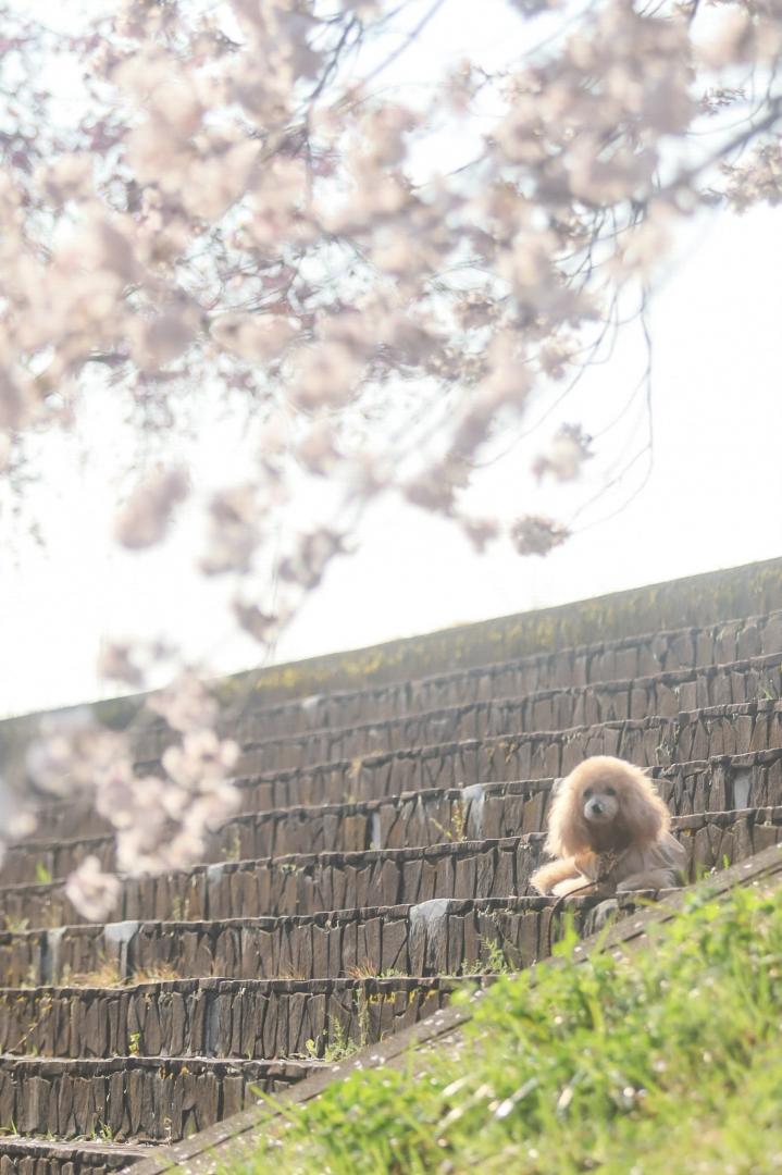 お鼻にお花