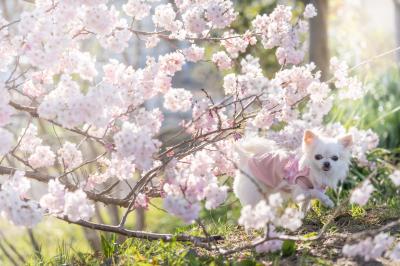 春めき桜にときめいて