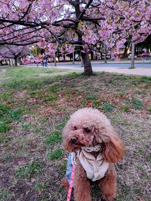 桜