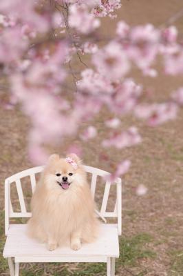 桜の木の下で